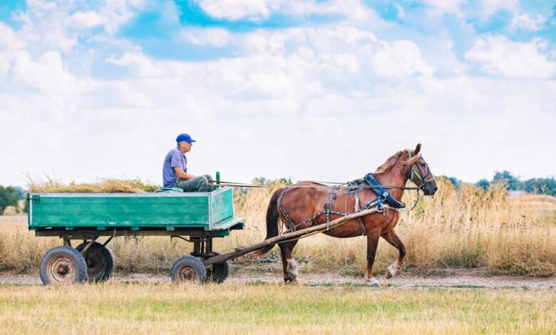 a man driving a horse carriage