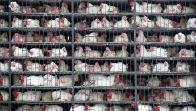 a bunch of chickens are in a cage