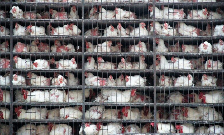 a bunch of chickens are in a cage