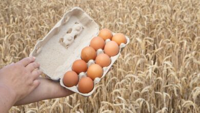 a person holding a carton of eggs in a field