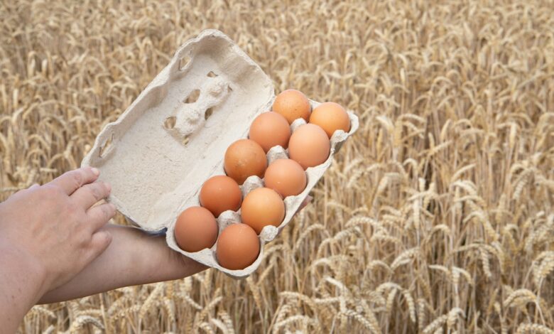 a person holding a carton of eggs in a field