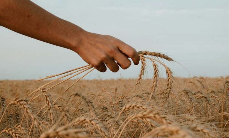 person holding stack of wheat