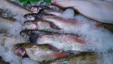 fish, trout, ice, nature, seafood, catch, raw, frozen, preserved, marine