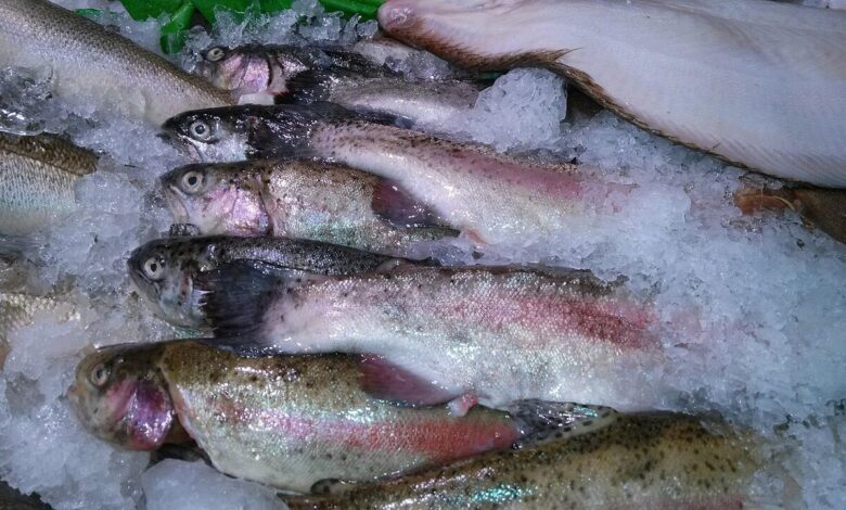 fish, trout, ice, nature, seafood, catch, raw, frozen, preserved, marine