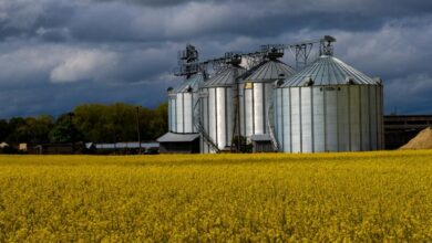 Grain silos sit beside a field of yellow flowers.