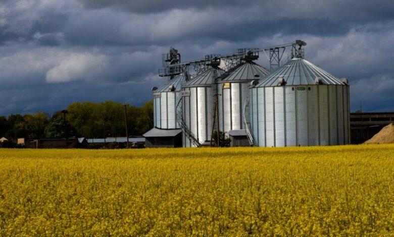 Grain silos sit beside a field of yellow flowers.