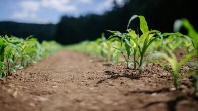 green plant on brown soil during daytime