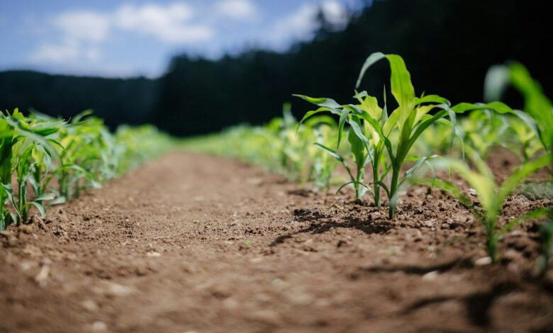 green plant on brown soil during daytime