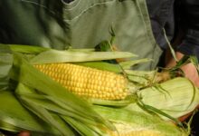 Person holding fresh corn on the cob