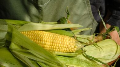 Person holding fresh corn on the cob