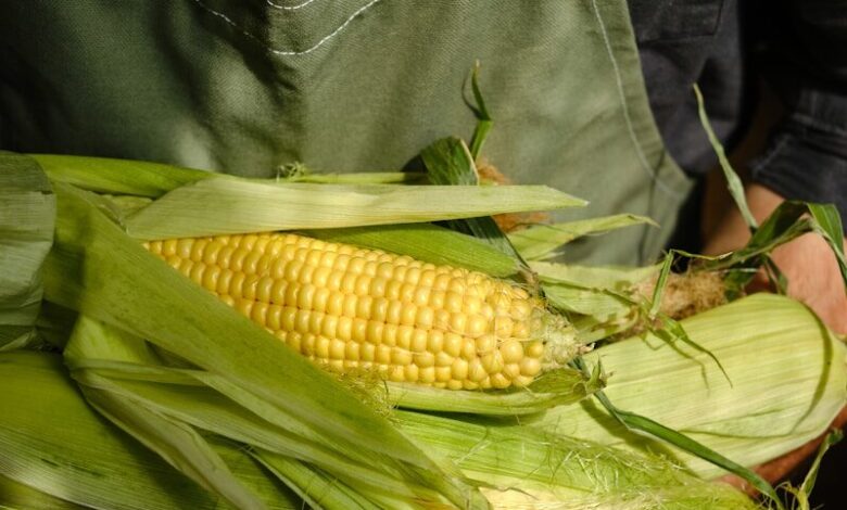Person holding fresh corn on the cob