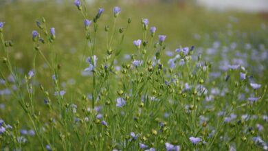 purple flower field during daytime