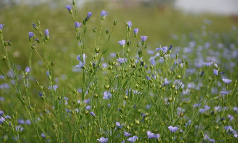 purple flower field during daytime