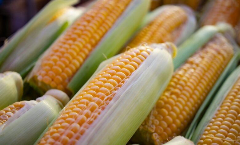 a close up of corn on the cob