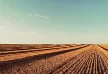 brown field under blue sky during daytime