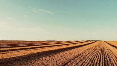 brown field under blue sky during daytime