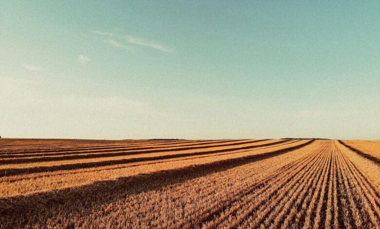 brown field under blue sky during daytime