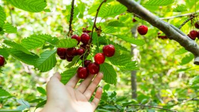 a hand reaching for berries on a tree
