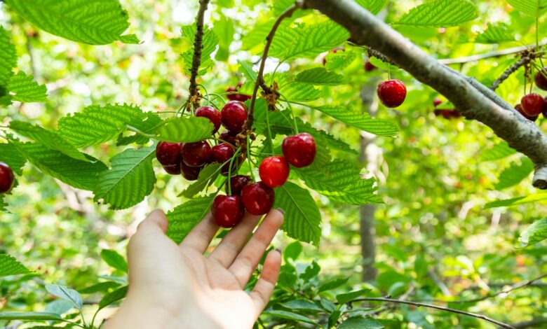a hand reaching for berries on a tree