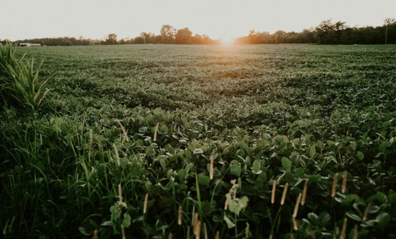 plant field under white sky