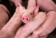 pink pig on brown wooden cage