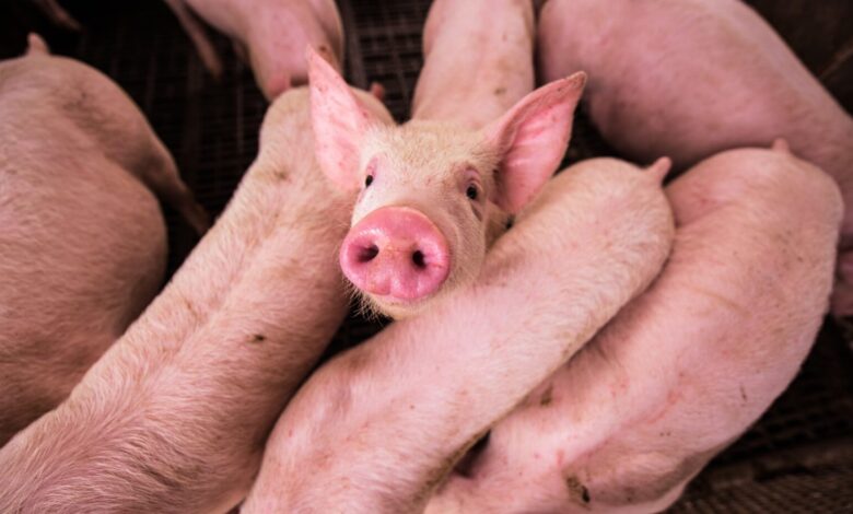 pink pig on brown wooden cage