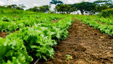 Lettuce grows in rows on a beautiful farm.