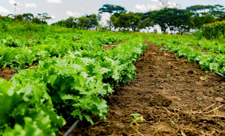 Lettuce grows in rows on a beautiful farm.