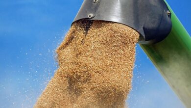wheat, grain, wheat grains, harvest, agriculture, wheat, wheat, wheat, wheat, wheat