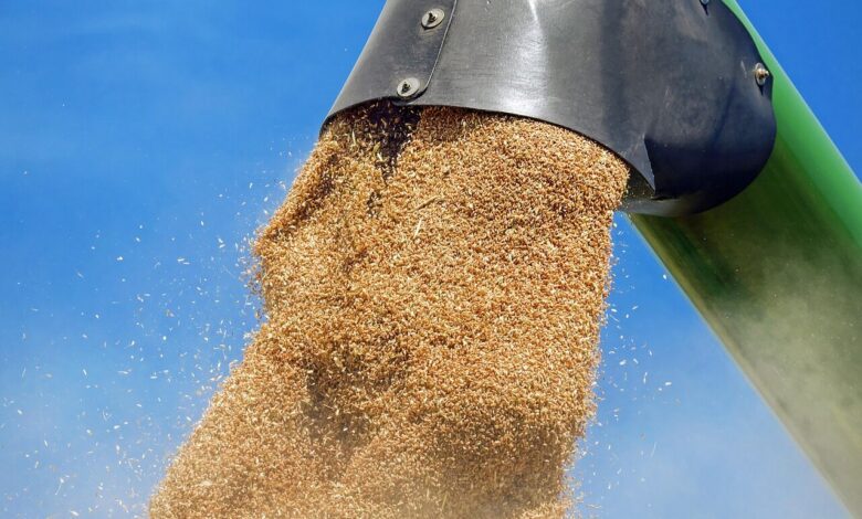 wheat, grain, wheat grains, harvest, agriculture, wheat, wheat, wheat, wheat, wheat