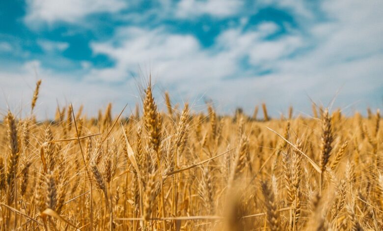 wheat field