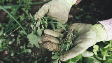 gardening, agriculture, grass, plant, field, farm, nature, farmer, harvest, weed, hands, work gloves, gloves, garden, care, outdoors
