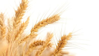 wheat ears, wheat field, wheat, wheat field, wheat, wheat, wheat, wheat, wheat