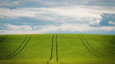 barley, barley field, nature, grain field, grain, cornfield, agriculture, summer, heaven, cultivation