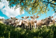 a herd of cows standing next to each other on a lush green field
