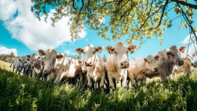 a herd of cows standing next to each other on a lush green field
