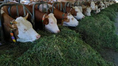 white and brown cow on green grass during daytime