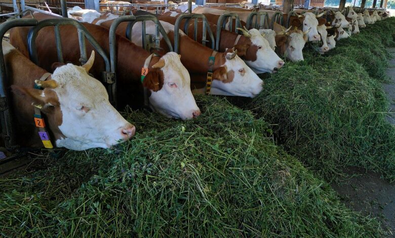 white and brown cow on green grass during daytime