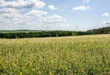 a field of flowers with power lines in the background