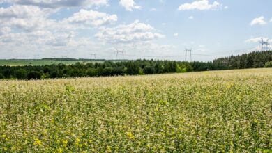 a field of flowers with power lines in the background