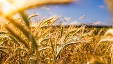 brown wheat field