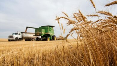 a truck driving down a road next to a wheat field