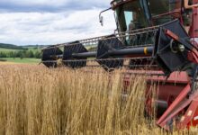 A red combine is in a field of wheat
