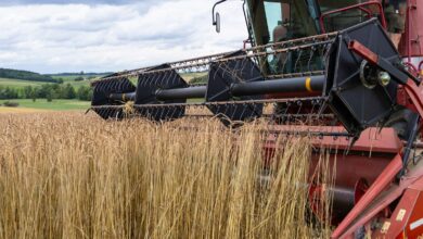 A red combine is in a field of wheat