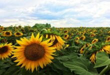sunflower field under blue sky during daytime