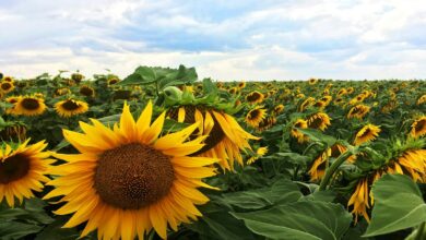 sunflower field under blue sky during daytime