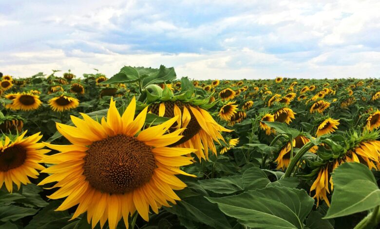 sunflower field under blue sky during daytime