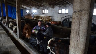 Farmers tending to cattle in a barn in Ankara, Türkiye.