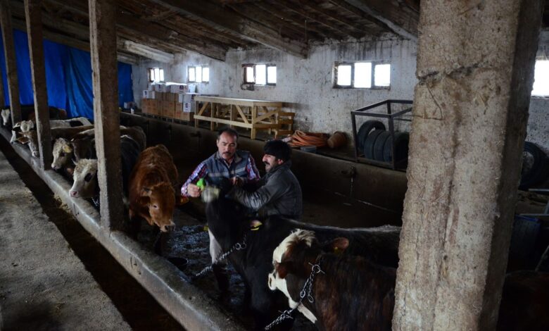 Farmers tending to cattle in a barn in Ankara, Türkiye.