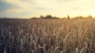 wheat, field, harvest, summer, agriculture, grain, fields, nature, cornfield, wheat field, landscape, rural, sun, rye, grain field, arable land, wheat, wheat, wheat, wheat, wheat, harvest, harvest, harvest, grain, grain, wheat field, wheat field, rye